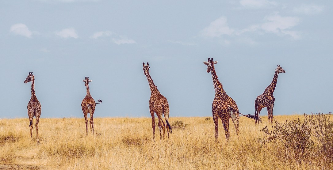 harshil-gudka-380673